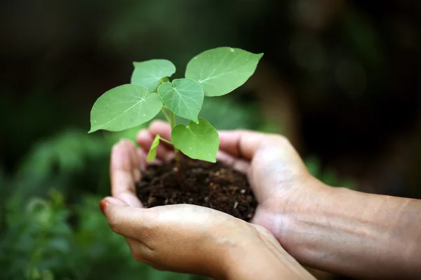 Mãos segurando planta jovem — Fotografia de Stock