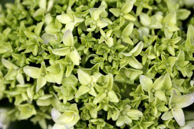 Minik çiçekler closeup görünümü