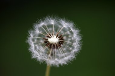 güzel Karahindiba çiçeği