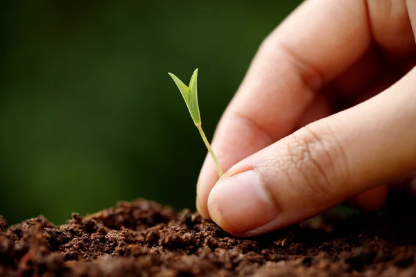 Crecimiento vegetal-Nuevos comienzos — Foto de Stock