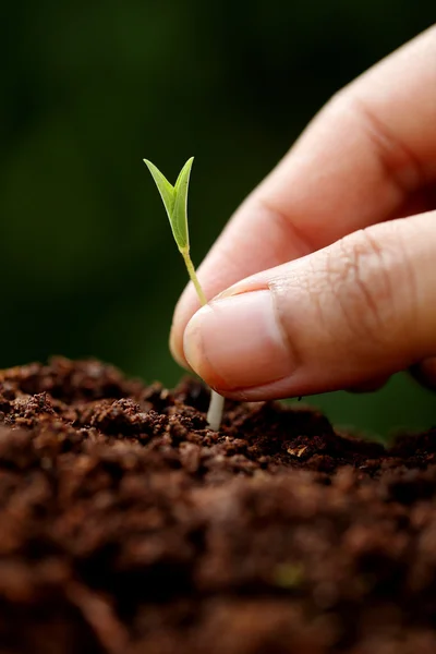 การเจริญเติบโตของพืชเริ่มต้นใหม่ — ภาพถ่ายสต็อก