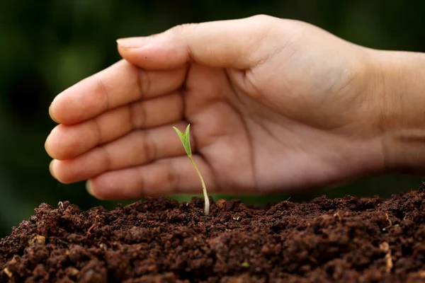 Crescimento das plantas - Novos começos — Fotografia de Stock