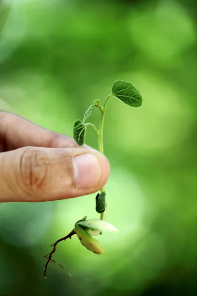 El tutma küçük bitki — Stok fotoğraf