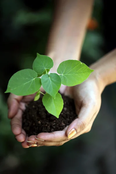 Mãos segurando planta jovem — Fotografia de Stock