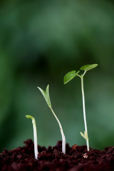 Crescimento de plantas e estágios - Novos começos — Fotografia de Stock