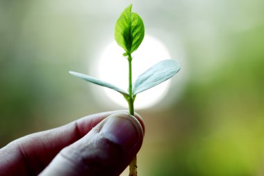 El-bitki bakım taze bitki