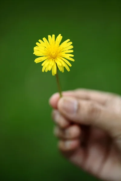 Hand som håller gul maskros blomma — Stockfoto