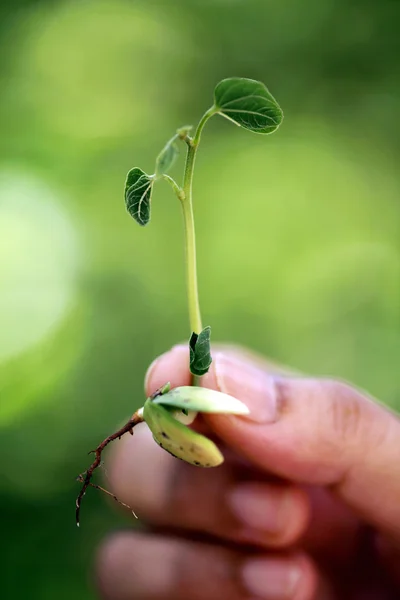 Mão segurando pequena planta — Fotografia de Stock