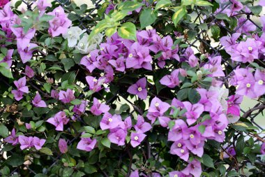 Bougainvillea çiçek arka plan kullanmak için