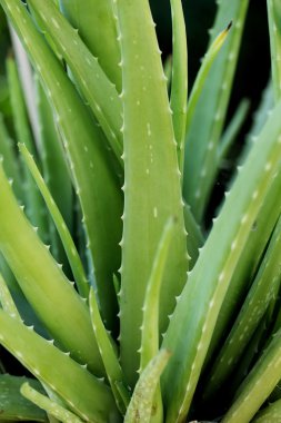 Aloe Vera bitki-tıbbi bitki