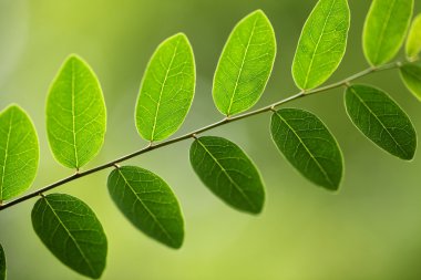 Arkaplan için yeşil yapraklar