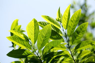 Arkaplan için yeşil yapraklar