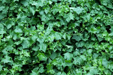 Arka plan için yeşil yaprakları closeup kullanın