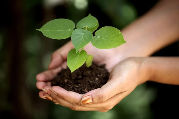 Mãos segurando planta jovem — Fotografia de Stock