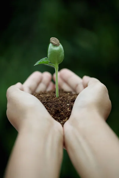 手里拿着幼树 — 图库照片