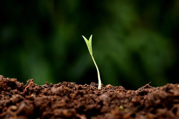 Crescimento das plantas - Novos começos — Fotografia de Stock