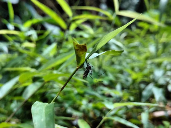 Komar Zielonej Trawie — Zdjęcie stockowe