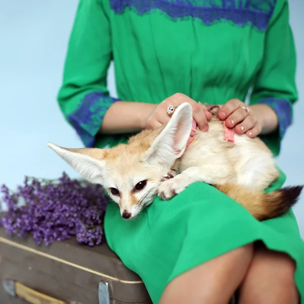 Belle fille avec renard Fennec — Photo