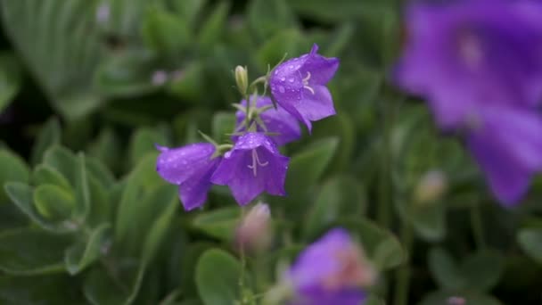 Klokbloemen — Stockvideo