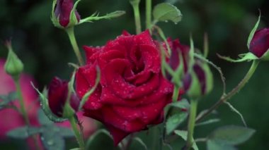 Kırmızı anne gül