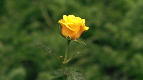 Žlutá růže