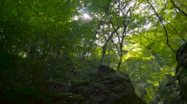 Dağ Gorge bitki örtüsü