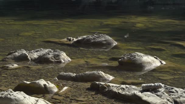 Vogels op rivier rotsen — Stockvideo