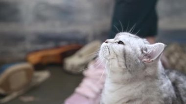 Beyaz çizgili İngiliz kedisi, bakıyor. Kapatın. Gri arka planda bir sürü ayakkabı var. Bacaklar. Kedi ayakla okşanır ve çerçeveden çıkarılır.