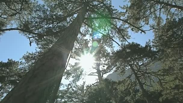 Erdő, hegyek, fenyők, a sun ray — Stock videók