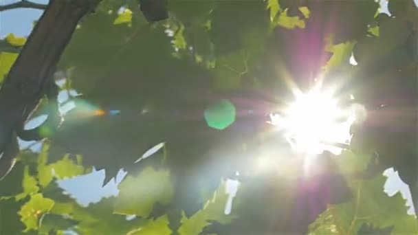 Druvor, sun ray — Stockvideo