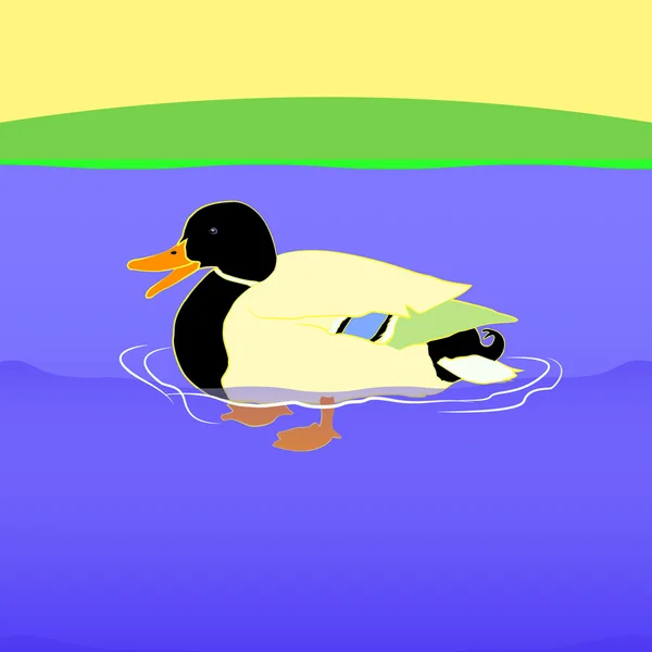 Eend in het water — Stockvector