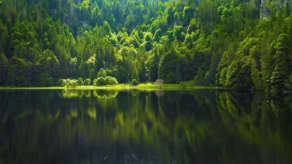 水の中の木や森の中の湖森の中の湖 — ストック写真