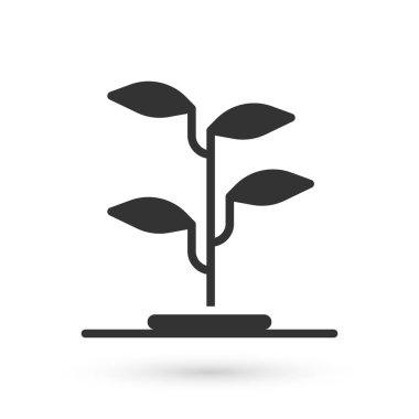 Beyaz arka planda gri filiz simgesi izole edildi. Tohum ve tohum. İşaret bırakıyor. Yaprak doğası. Vektör