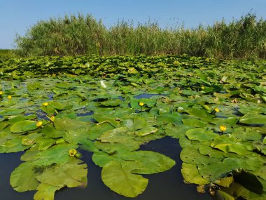 Sonbaharda Tuna Deltasında Nilüferler