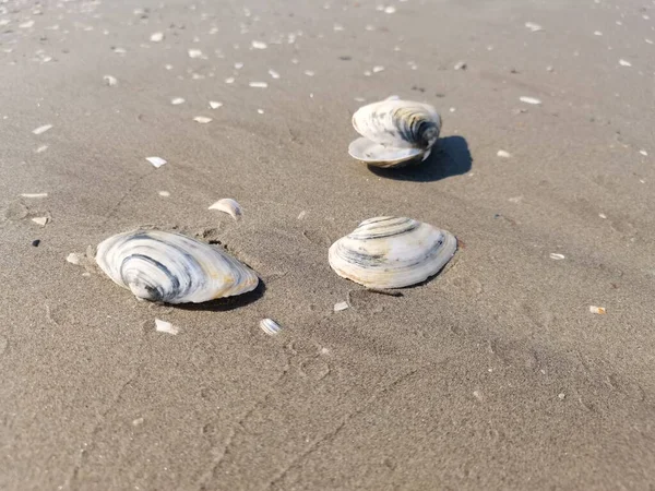 Conchas Uma Areia — Fotografia de Stock