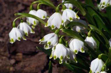 Kardelen erken bahar çiçek ilk bahar çiçekleri vardır