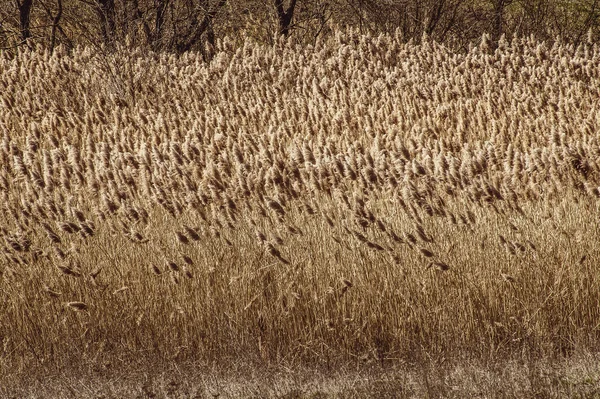 Ljusa naturliga bakgrund med reed på sunrise — Stockfoto