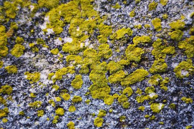 Arka plan eski taş yosun ile doku duvar