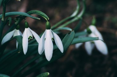 Çiçek renkli arka plan üzerinde oldukça Çiğdem bahar