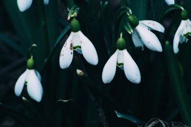 Çiçek renkli arka plan üzerinde oldukça Çiğdem bahar