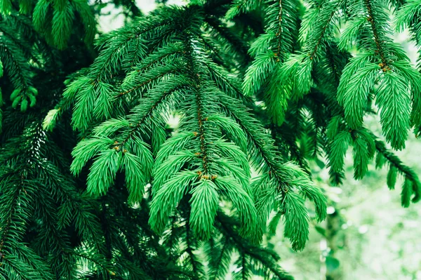 Coniferous trees growing in the Carpathian — Stock Photo, Image