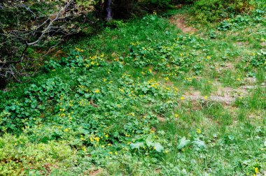 yeşil bitkiler büyüyor