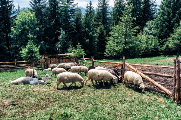 Dağlarda çayırda otlatma koyun