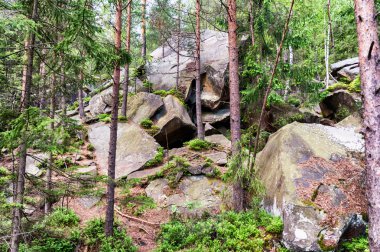 Ağaç kökleri baca ve güneş