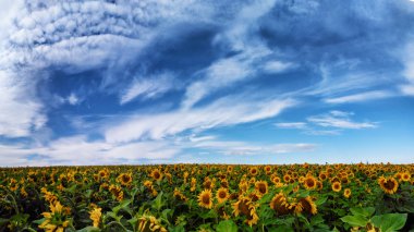 Panorama field of sunflowers clipart