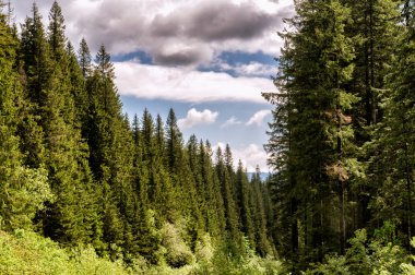 Ormanın üzerinde yüzen bulutlar