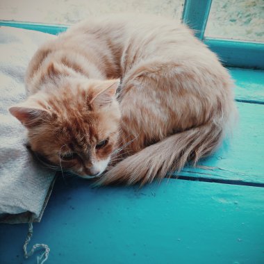 büyülü ve güzel sarı beyaz kedi uyku tulumu mavi kutu üzerinde duruyor değil