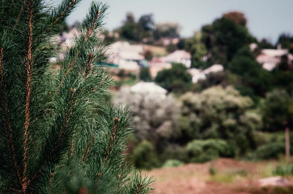 Background image forest with needles and washed houses — Stock Photo, Image