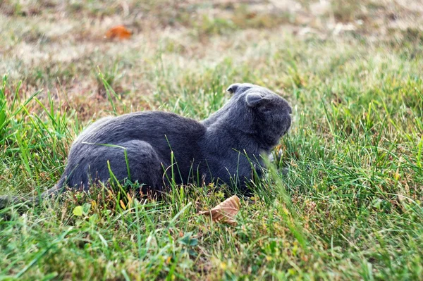 Chat élite rock britannique aux grands yeux jaunes assis sur une pelouse — Photo