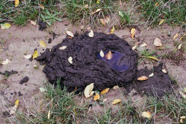Yoldaki sığır çobanı sarı sonbahar yaprakları tarafından saldırıya uğradı. Evcil hayvanlar için temizlik..